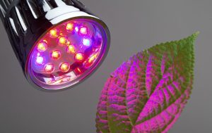 色光对植物生长最有利